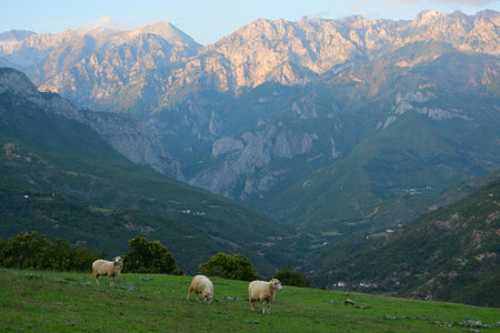 three sheep in green pasture in front of illuminated mountain range