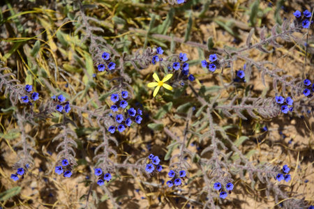 Small deep blue and yellow flowers in dry grasslandsの写真素材