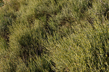Broom bushes sprout in the springの写真素材