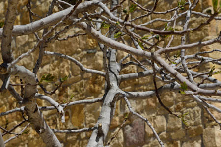 fig tree