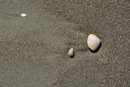 Shell and snail shell in the sandの写真素材