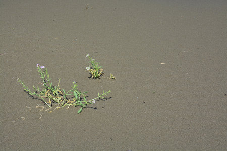 two flowers blooming in the sandの写真素材