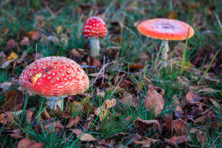 Close-up of a group of three fly agaric