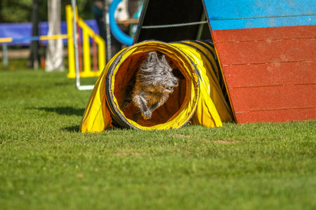 Dog comes from tunnel