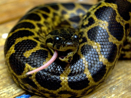Anaconda finishing his dinner