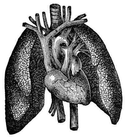 An engraved illustration of the human heart and lungs isolated against white. Created in 1887.の写真素材