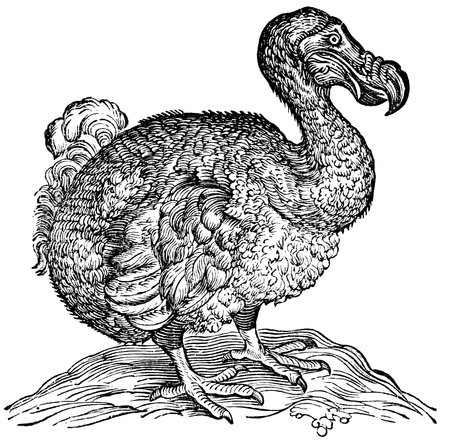 Dodo Bird Engravingの写真素材