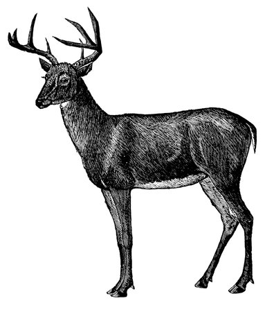 Vintage engraved illustration of a deer isolated against white  Created in 1894 の写真素材