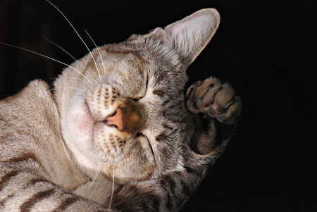 Cute Cat on Black backgroundの写真素材