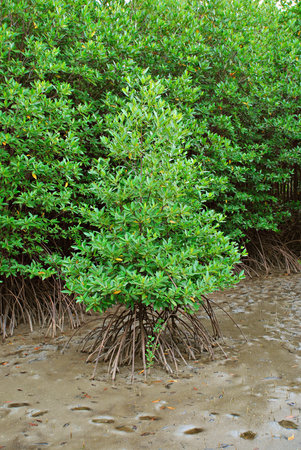Mangrove forestの写真素材