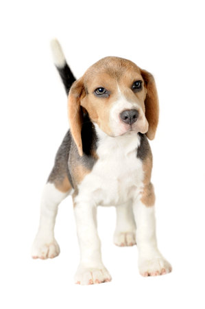 Beagle on White Backgroundの写真素材