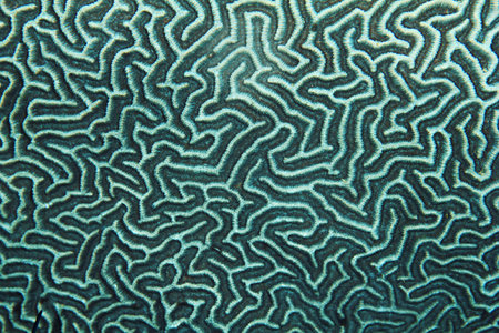 coral pattern