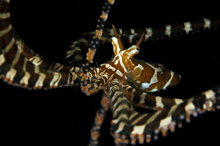 Wonderpus octopusの写真素材