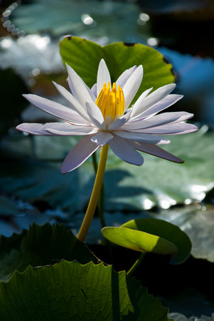 Beautiful White Lotusの写真素材