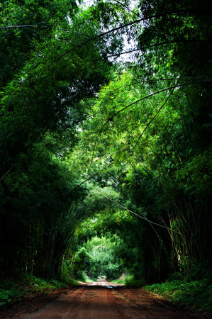 Road with Bambooの写真素材