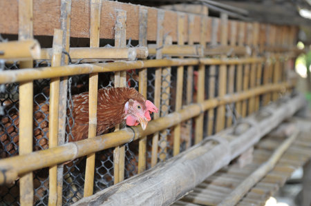 Urban Chicken farmの写真素材