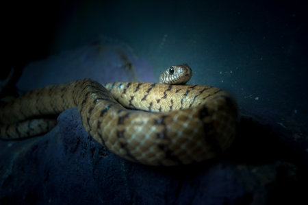 Indochinese Rat Snakeの写真素材