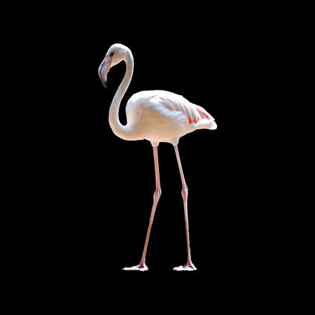 pink flamingo on black backgroundの写真素材