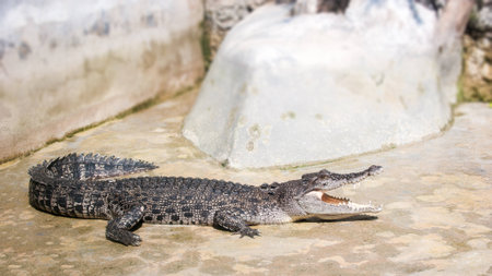 Crocodile in the Zoo