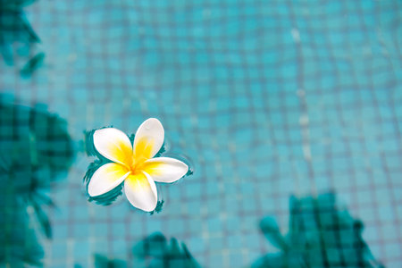 Flower in swimming poolの写真素材