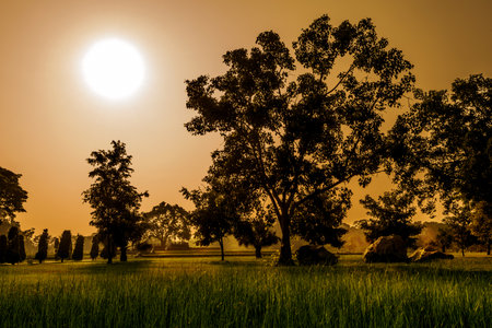 Sunset in the park, Silhouette Treeの写真素材