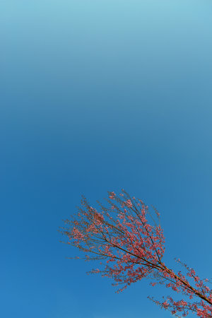 Pink Blossomの写真素材