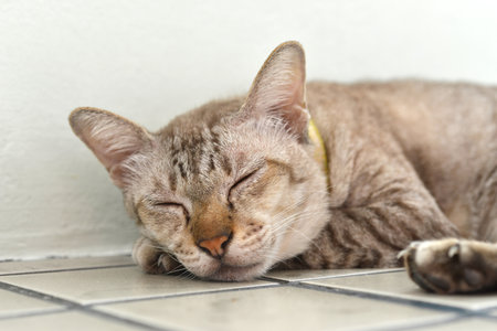 sleeping cat