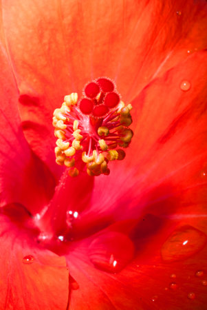 Close up chaba flower