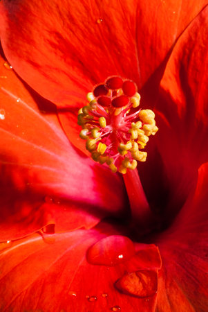 Close up chaba flowerの写真素材