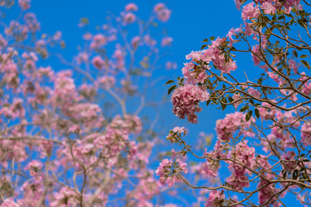 Blossom Pink trumpet treeの写真素材