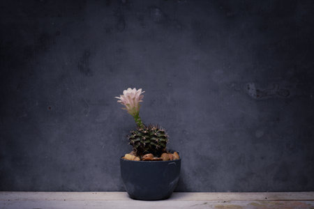 Cactus with stainless background