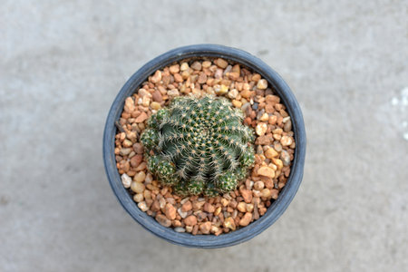 Top view Cactusの写真素材