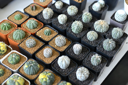 astrophytum cactusの写真素材