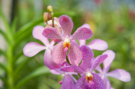 Orchid