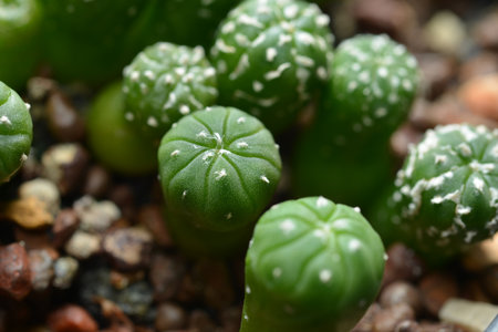 Astrophytum Cactusの写真素材