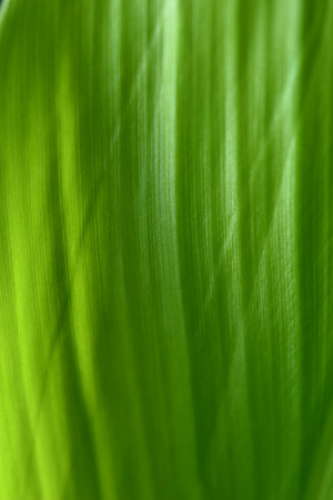 banana leaf texture