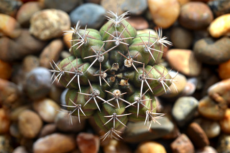 Top view Cactus