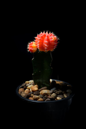 Gymnocalycium cactusの写真素材