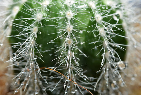 close up cactus texture with water dropの写真素材