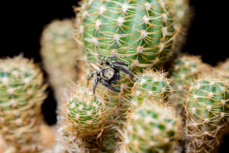 Jumping spider