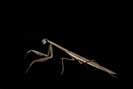 Miomantis paykulliiの写真素材