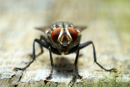 close up flyの写真素材