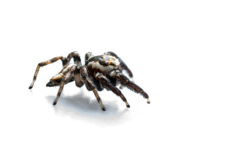 Jumping spiderの写真素材