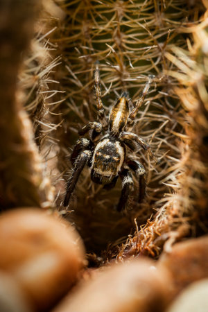 Jumping spiderの写真素材