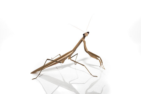 Miomantis paykulliiの写真素材