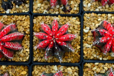 gymnocalycium mihanovichii variegataの写真素材