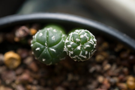 baby astrophytum asterias cactusの写真素材