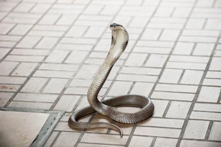 King Cobra snake is the world's longest venomous snake in the Snake farm show bangkok thailandの写真素材