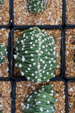 Echinopsis tiegeliana f. cristata cactus Dark green ribs with flat tubercles between which the areoles appearの写真素材
