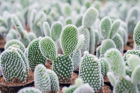 CACTUSの写真素材